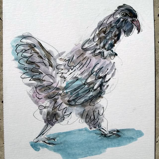 Chickens are the coolest. watercolor and ink on paper . 2026 #chickens @ghostranchorg