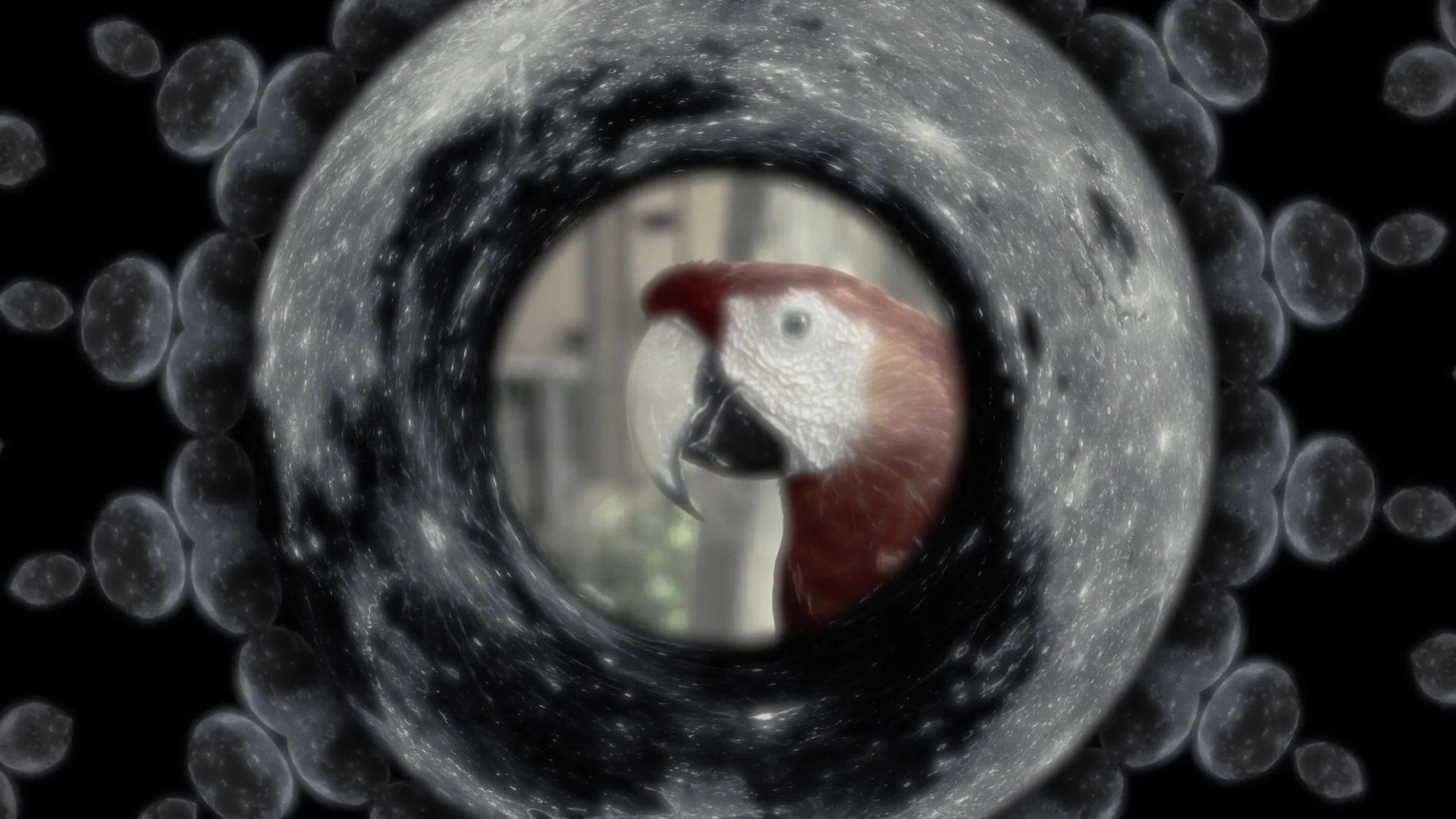 The Parrot in the Moon: Tranquility Base