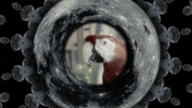 The Parrot in the Moon: Tranquility Base